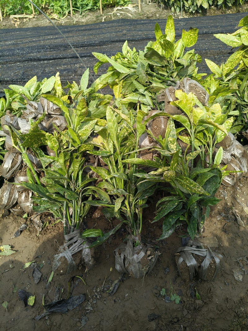 洒金珊瑚小毛球平面高度40cm，基地有量，欢迎订购。