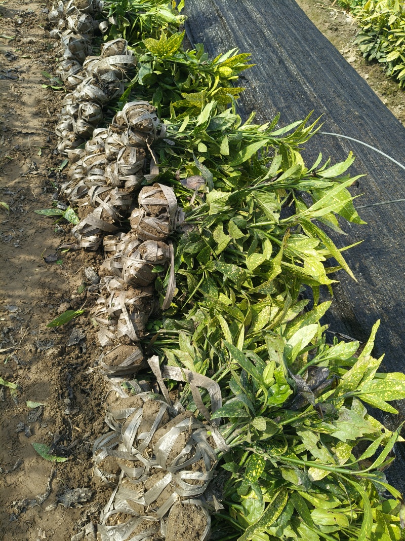 洒金珊瑚小毛球平面高度40cm，基地有量，欢迎订购。
