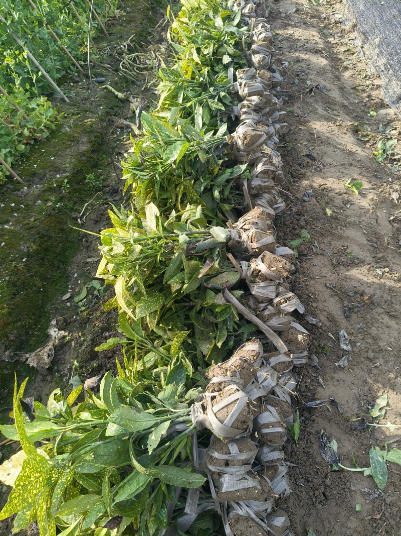洒金珊瑚小毛球平面高度40cm，基地有量，欢迎订购。