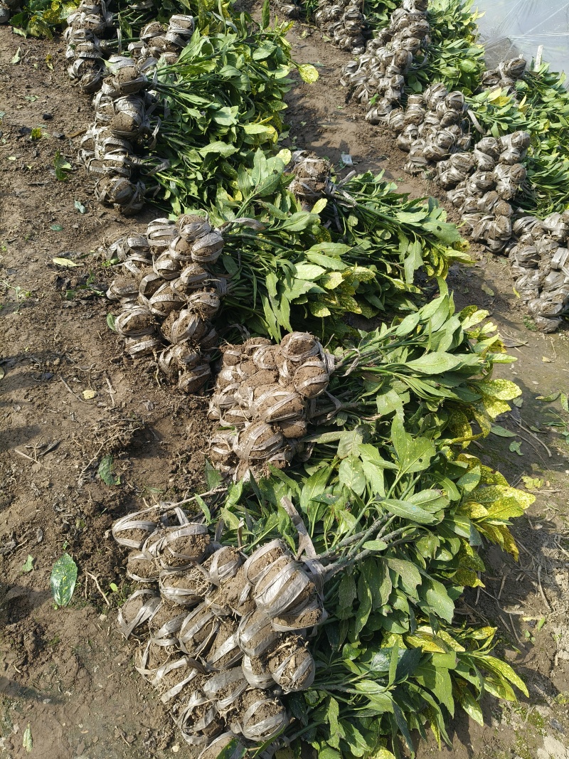 洒金珊瑚小毛球平面高度40cm，基地有量，欢迎订购。