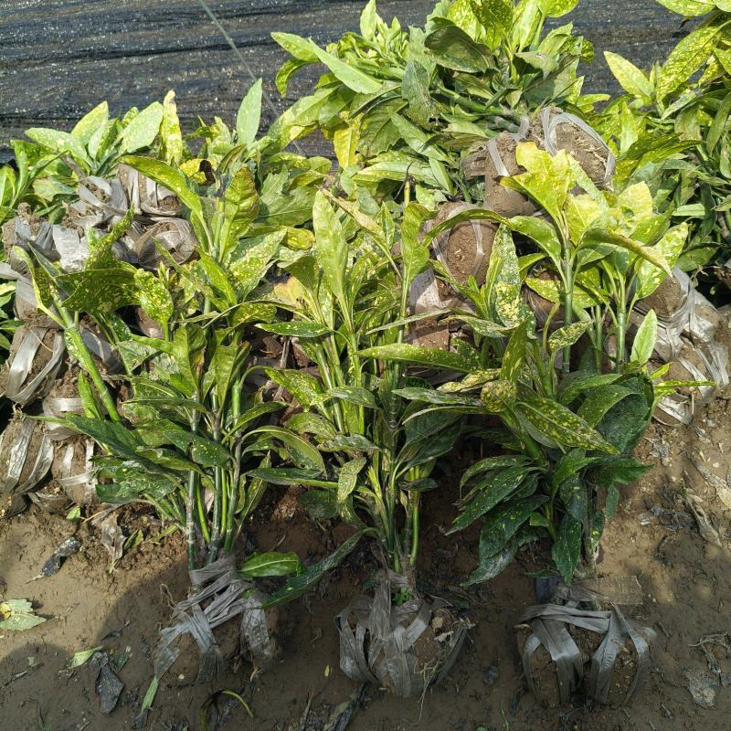 洒金珊瑚小毛球平面高度40cm，基地有量，欢迎订购。