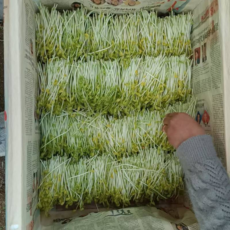 豌豆苗