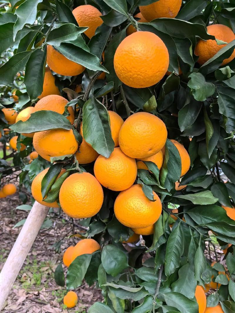 青见果冻橙