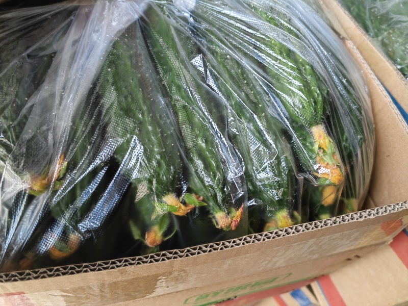 河南精品黄瓜，顶花带刺，青瓤，支持电商，超市，产地直发