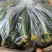 河南精品黄瓜，顶花带刺，青瓤，支持电商，超市，产地直发