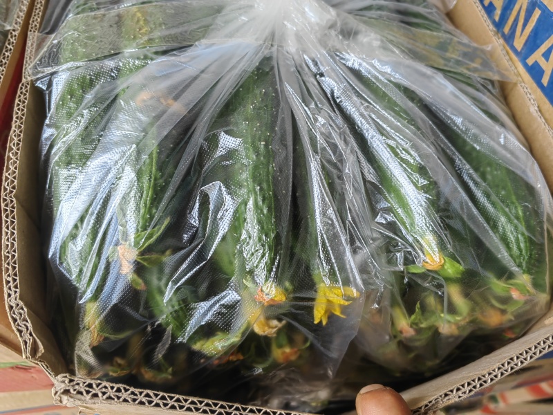 河南精品黄瓜，顶花带刺，青瓤，支持电商，超市，产地直发