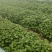 基地直供脱毒龙9苗拔苗剪苗德州夏津25公分以上产量高