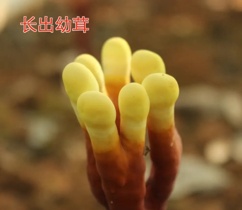 【牛商优选】灵芝菌棒鹿茸菌栽培种苗鹿角灵芝菌种厂家