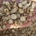 黄芪黄芪圆片统，可打粉量大从优，关书药业品质保证量大