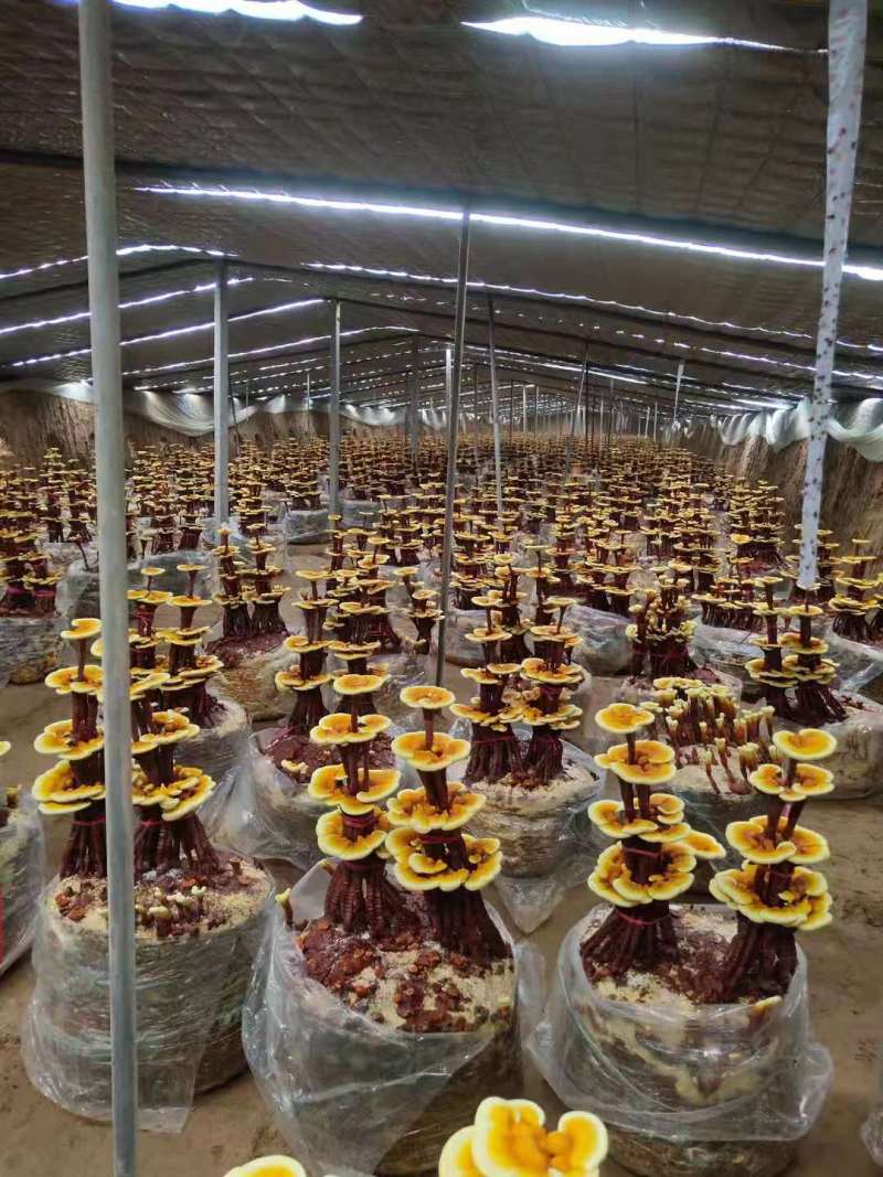 灵芝盆景菌包大型盆景灵芝菌棒冠县灵芝种植基地