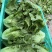 精品意大利生菜，价格低，质量好