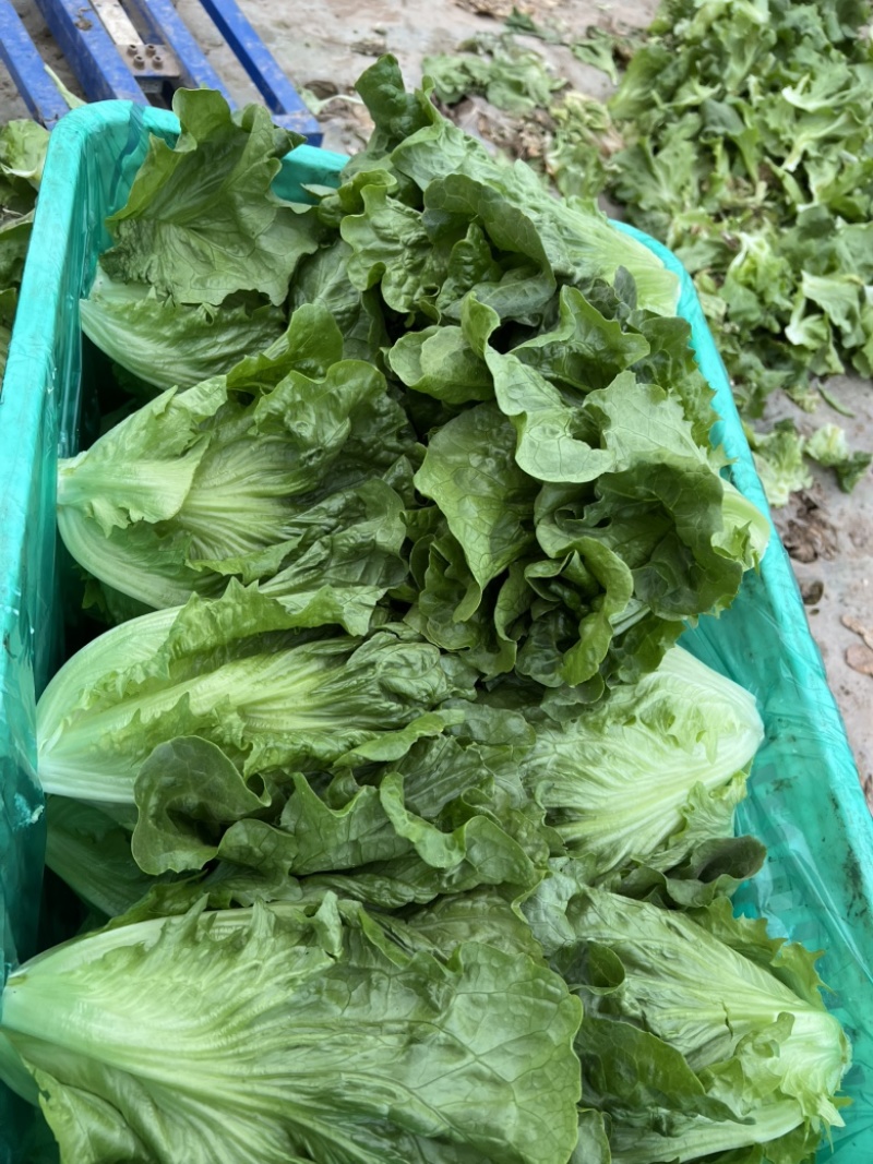 精品意大利生菜，价格低，质量好
