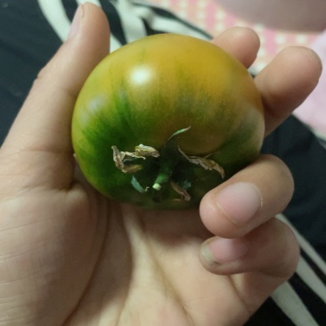 草莓西红柿一件代发酸甜可口一手货源