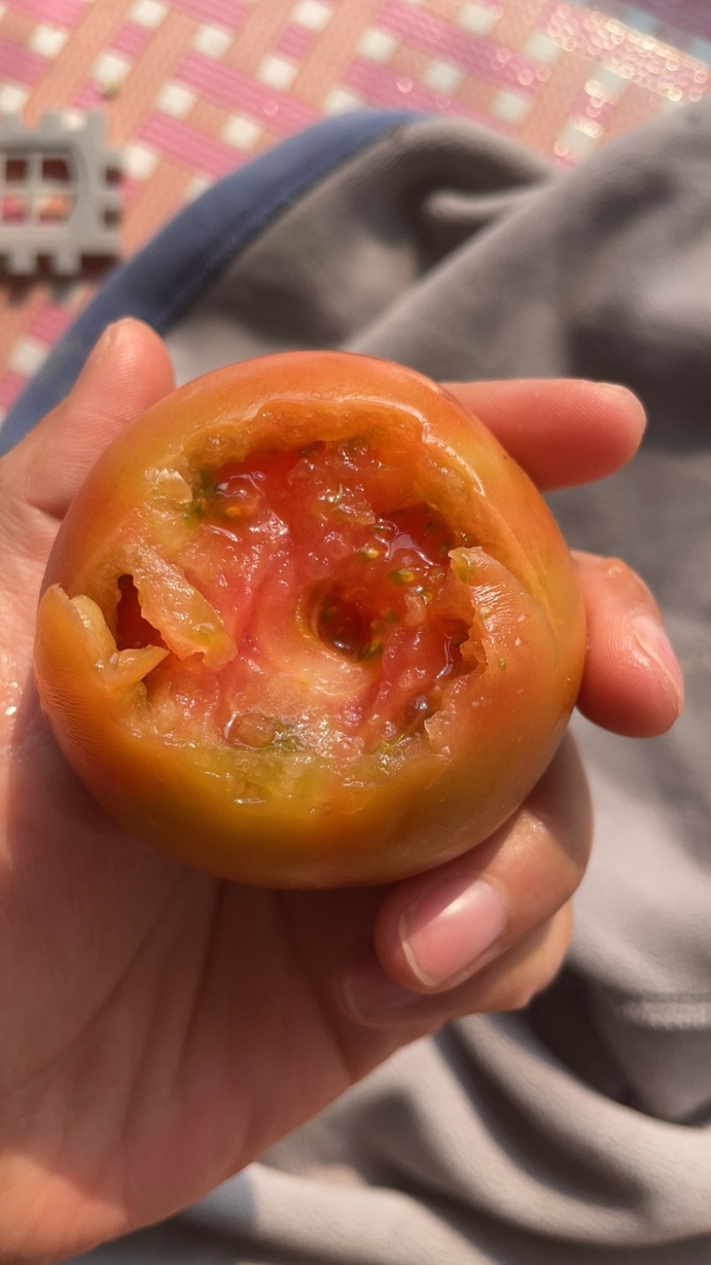 草莓西红柿一件代发酸甜可口一手货源