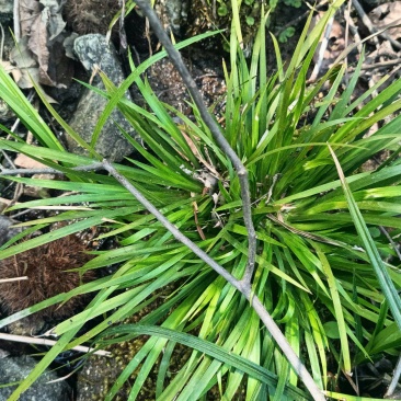 深山多年生石菖蒲