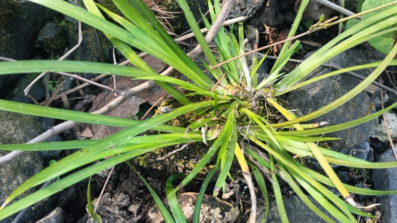 深山多年生石菖蒲