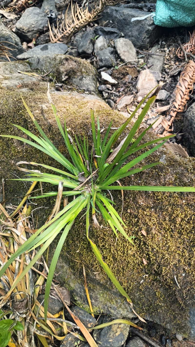 深山多年生石菖蒲