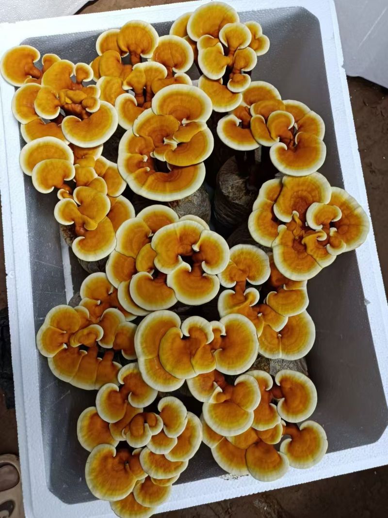 【牛商优选】活体灵芝花带培养基菌包发货可观赏可食用