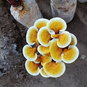【牛商优选】活体灵芝花带培养基菌包发货可观赏可食用
