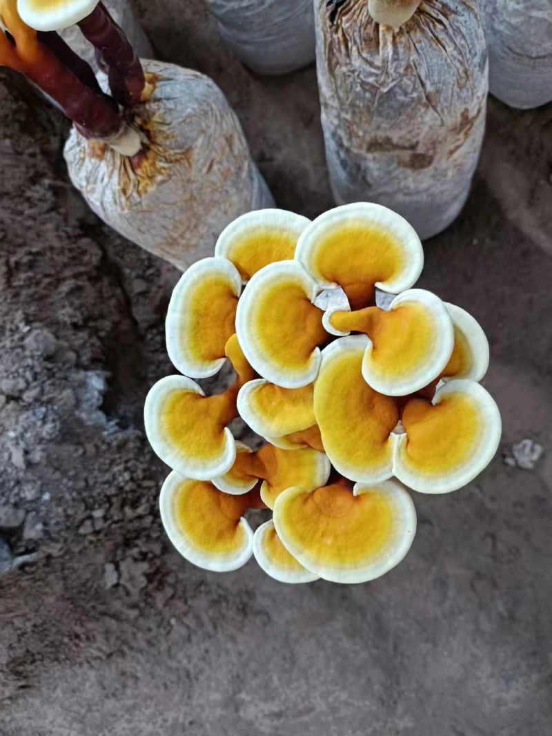 【牛商优选】活体灵芝花带培养基菌包发货可观赏可食用