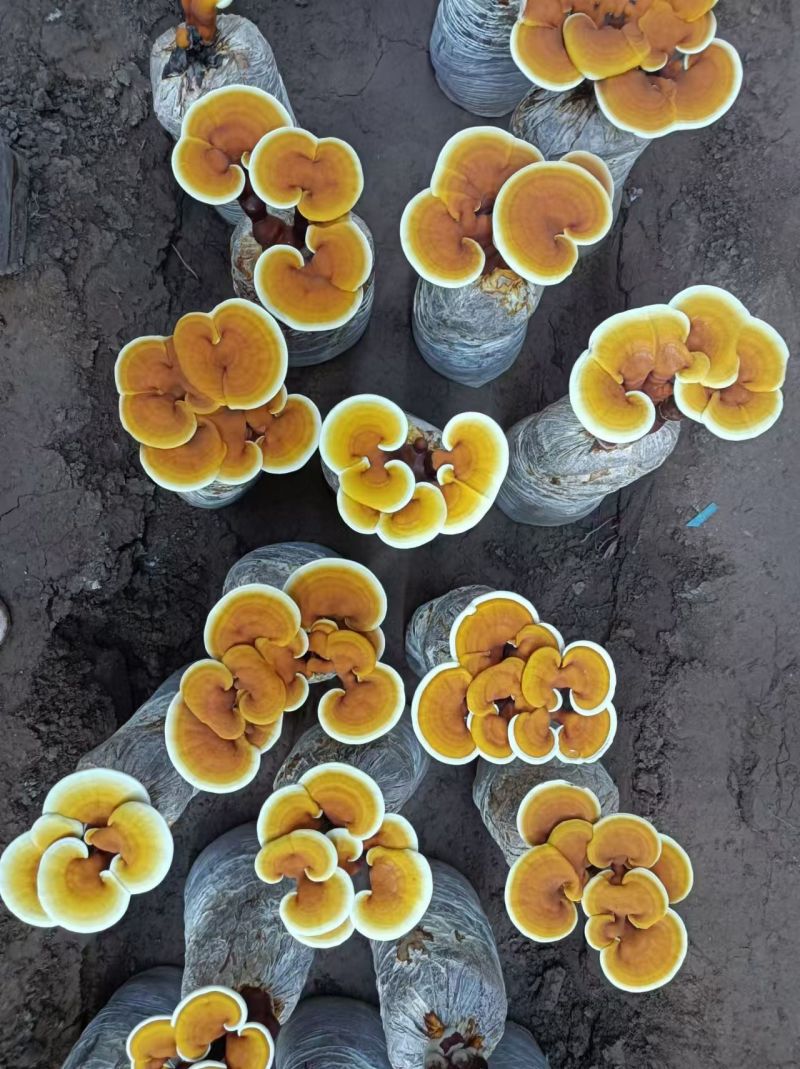 【牛商优选】活体灵芝花带培养基菌包发货可观赏可食用