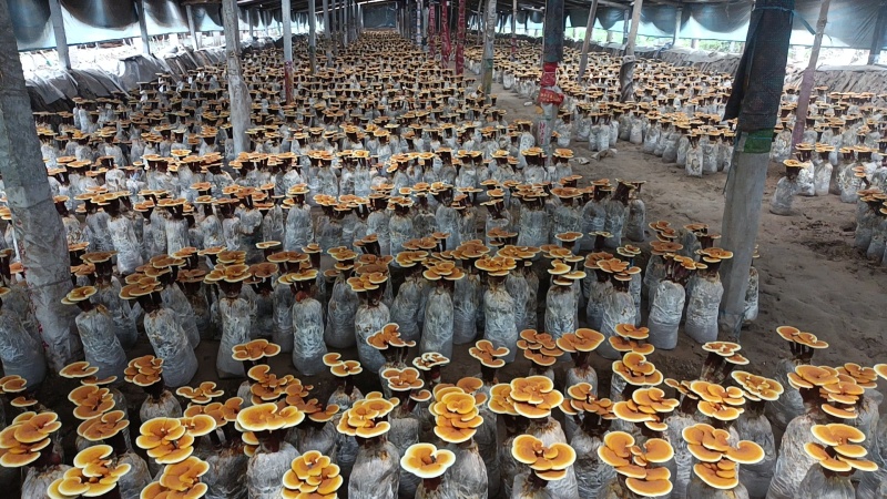 【牛商优选】活体灵芝花带培养基菌包发货可观赏可食用