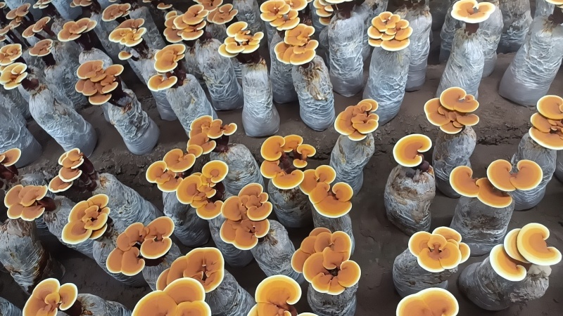 【牛商优选】活体灵芝花带培养基菌包发货可观赏可食用