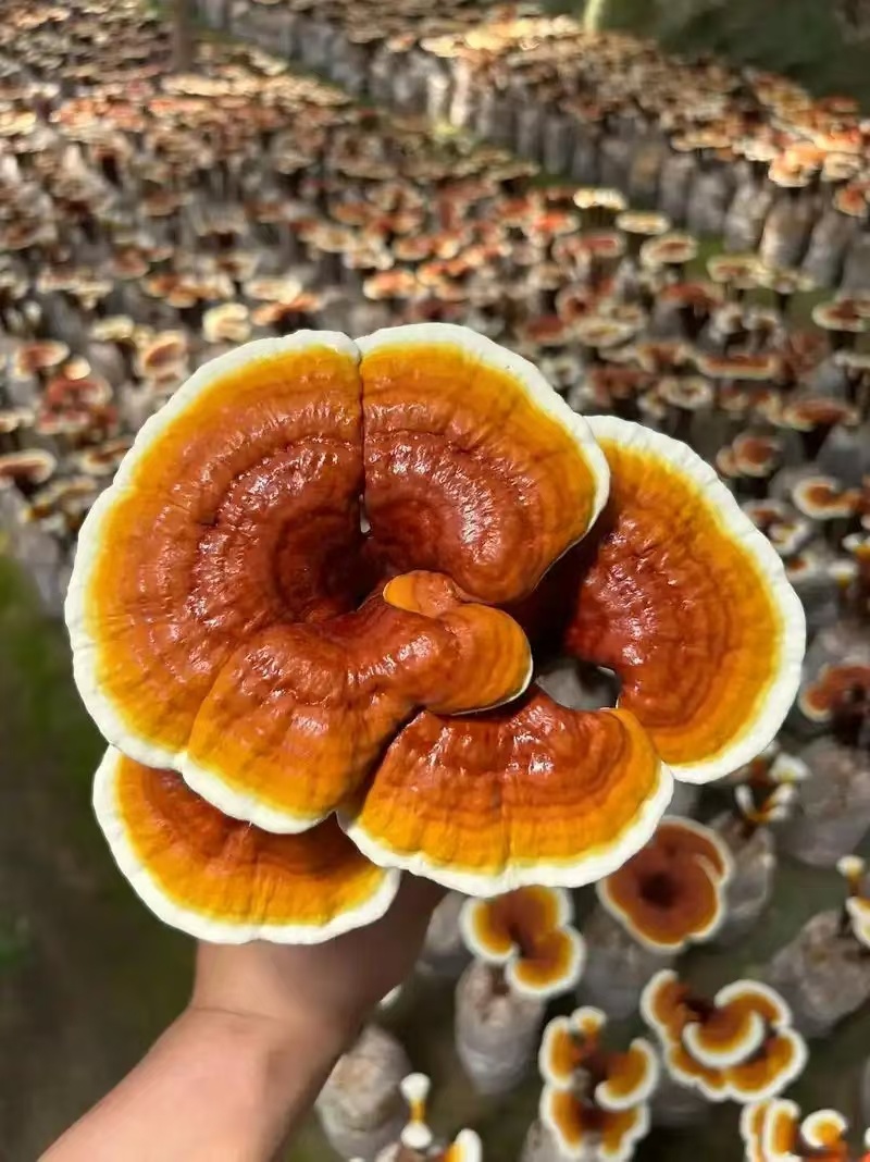 【牛商优选】活体灵芝花带培养基菌包发货可观赏可食用