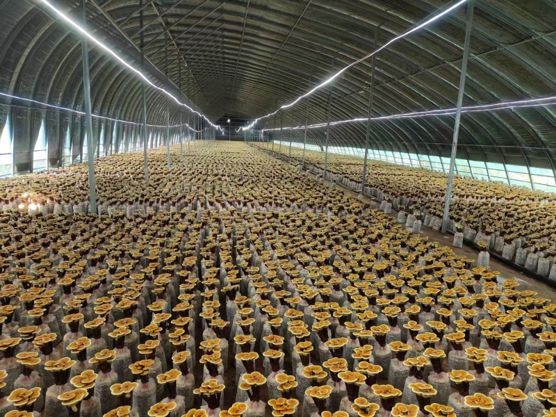 【牛商优选】活体灵芝花带培养基菌包发货可观赏可食用