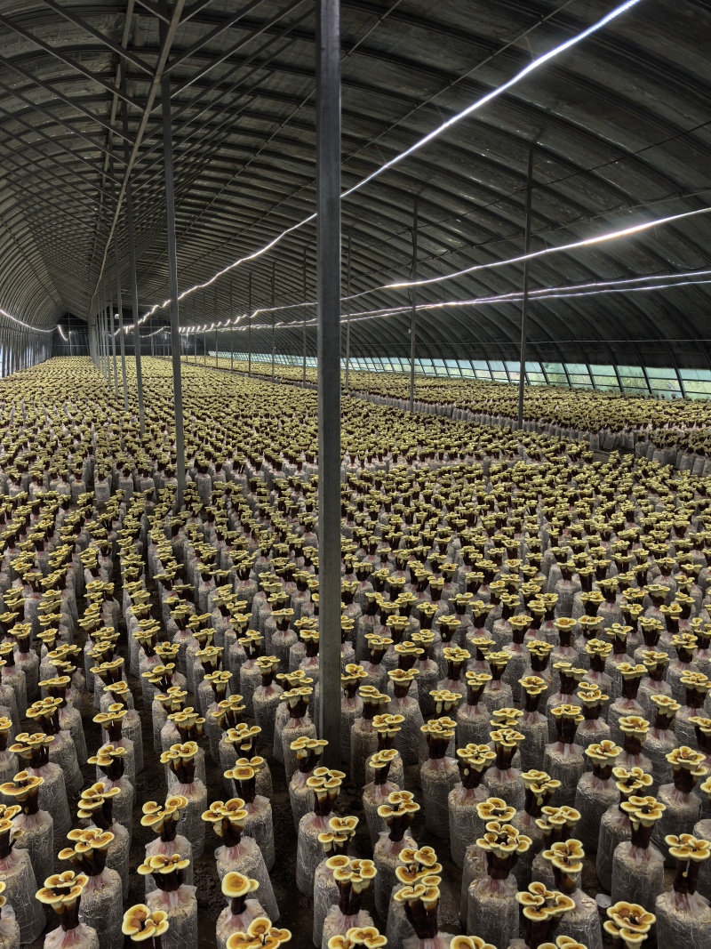 【牛商优选】活体灵芝花带培养基菌包发货可观赏可食用