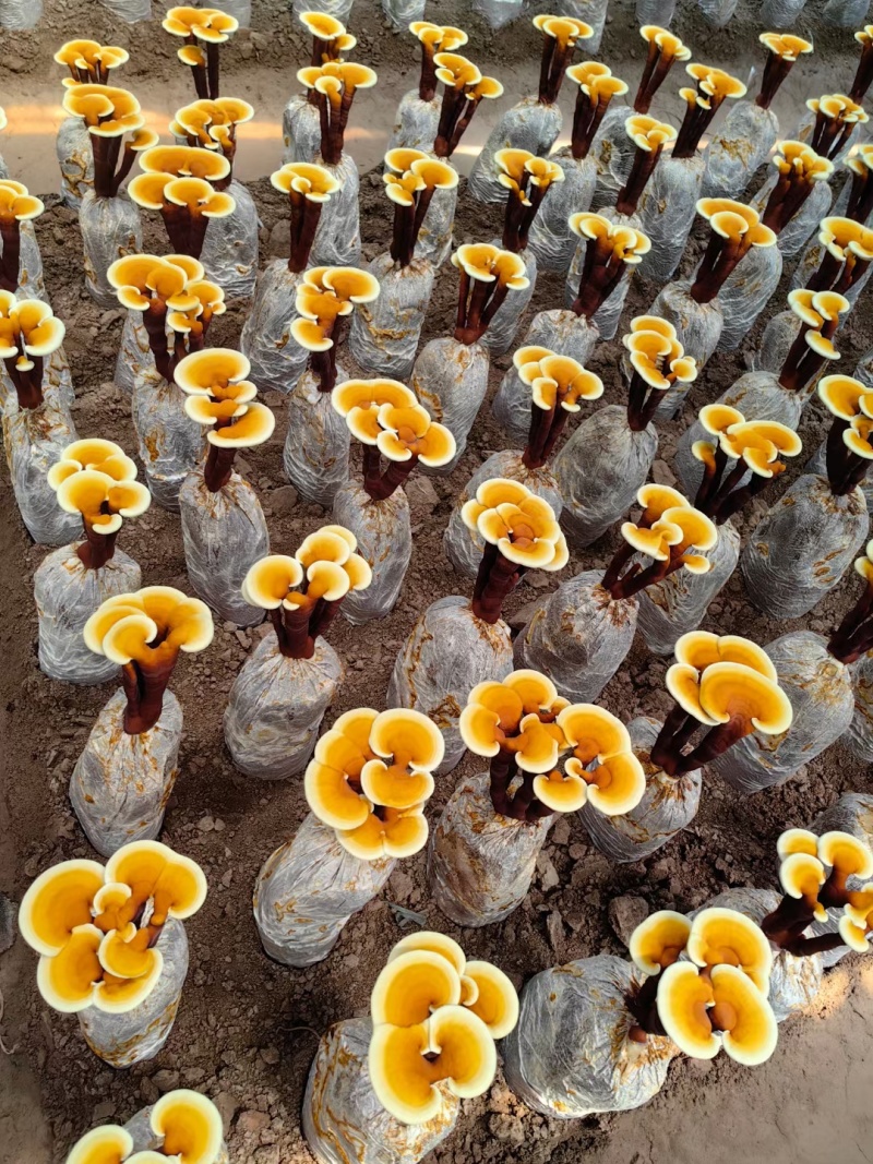 【牛商优选】活体灵芝花带培养基菌包发货可观赏可食用