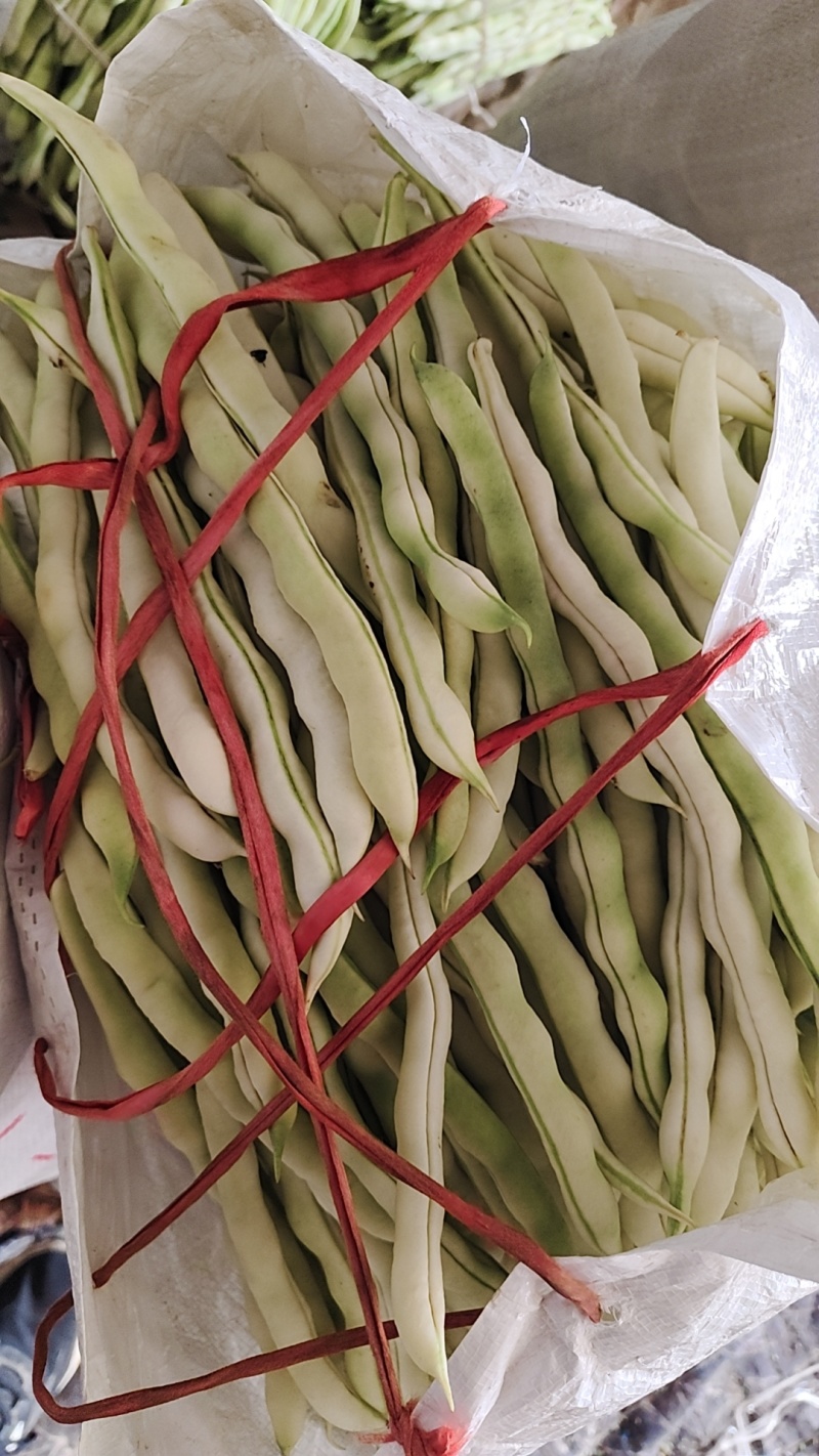 山东临沂优质芸豆，九粒白，白不老芸豆大量上市