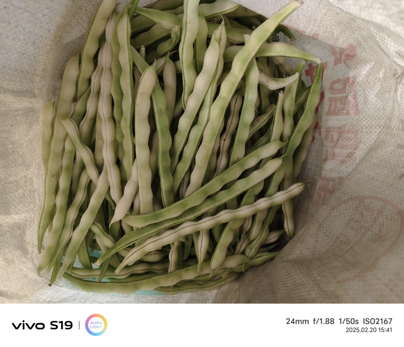 山东临沂优质芸豆，九粒白，白不老芸豆大量上市