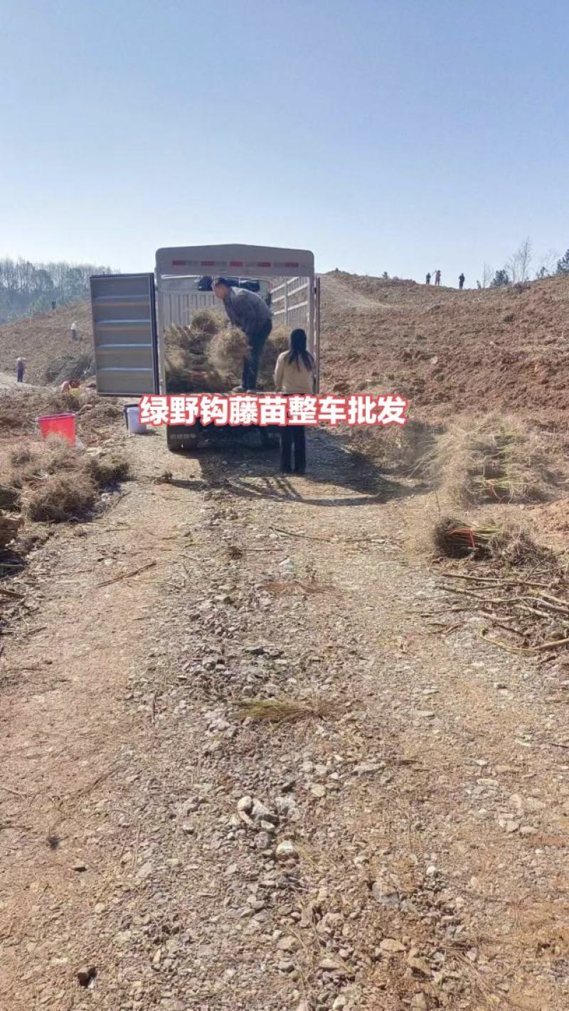 钩藤苗【正宗高产品种】大叶金钩藤苗双钩藤苗产地直销包邮