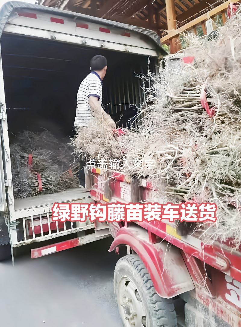 钩藤苗【正宗高产品种】大叶金钩藤苗双钩藤苗产地直销包邮