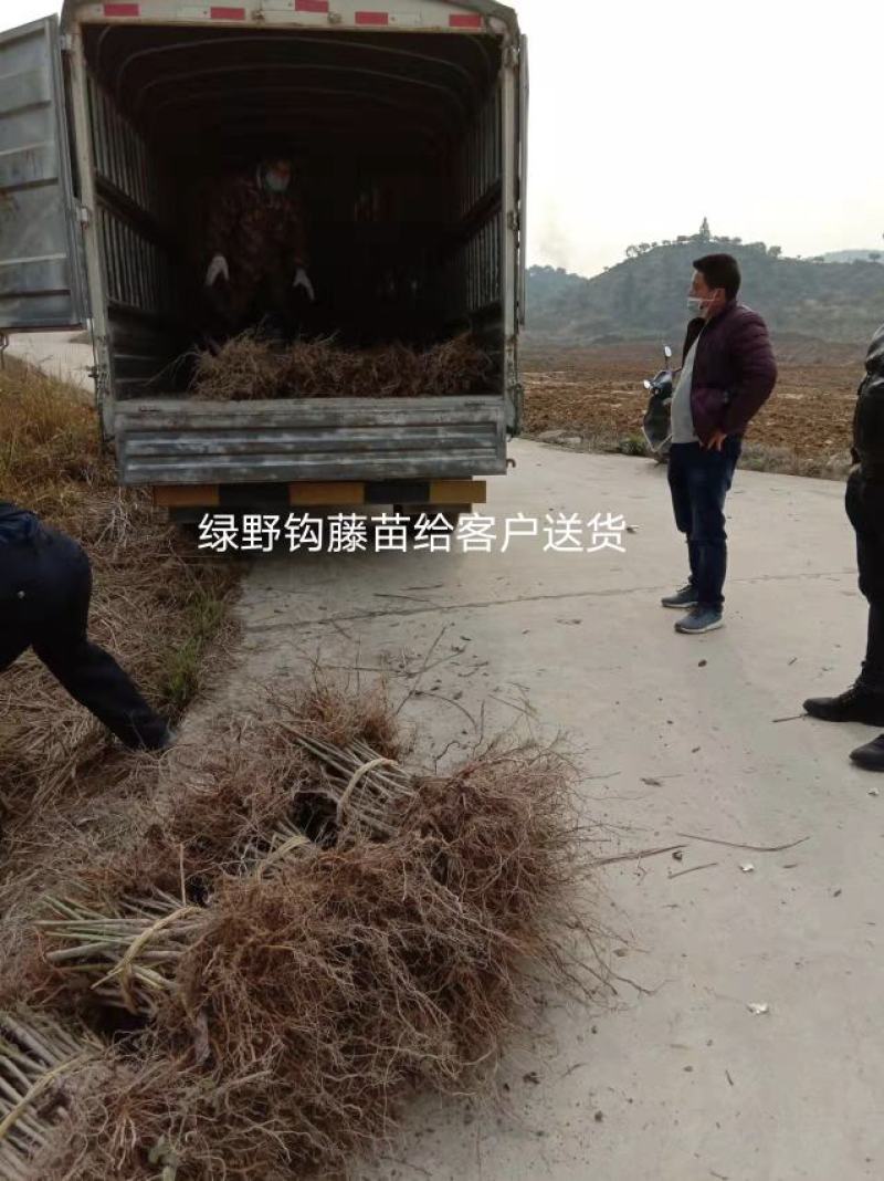 钩藤苗【正宗高产品种】大叶金钩藤苗双钩藤苗产地直销包邮