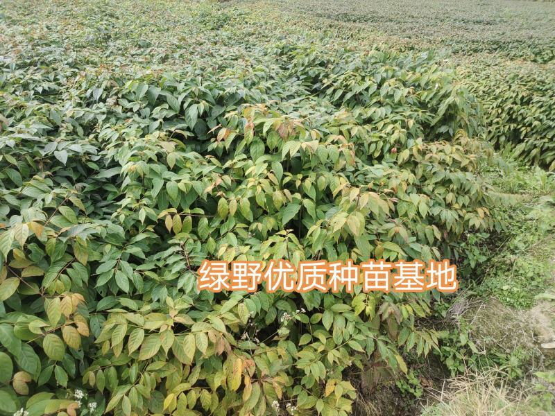 钩藤苗【正宗高产品种】大叶金钩藤苗双钩藤苗产地直销包邮