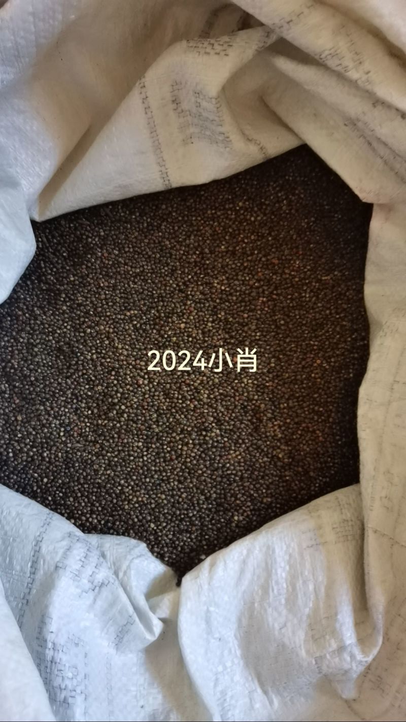千斤拔种子，正宗小叶红皮