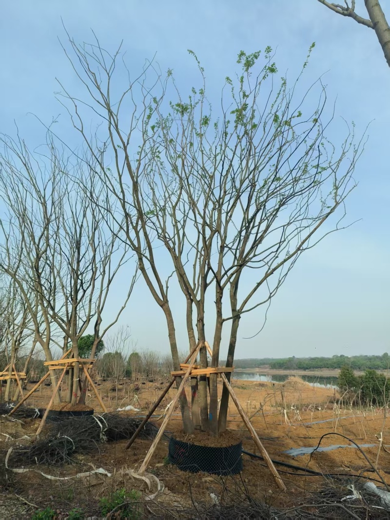 拼栽丛生朴树，合经50公分，60公分，75公分，到100