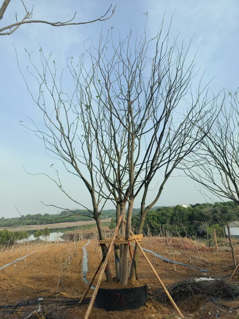 拼栽丛生朴树，合经50公分，60公分，75公分，到100