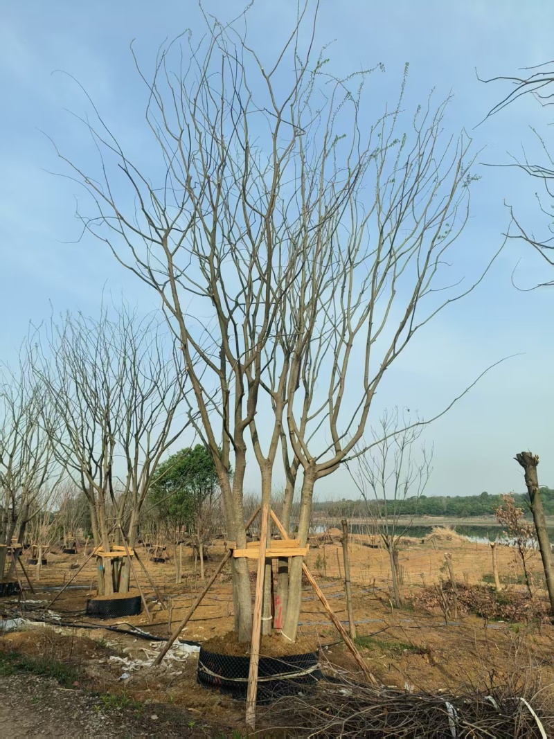 拼栽丛生朴树，合经50公分，60公分，75公分，到100