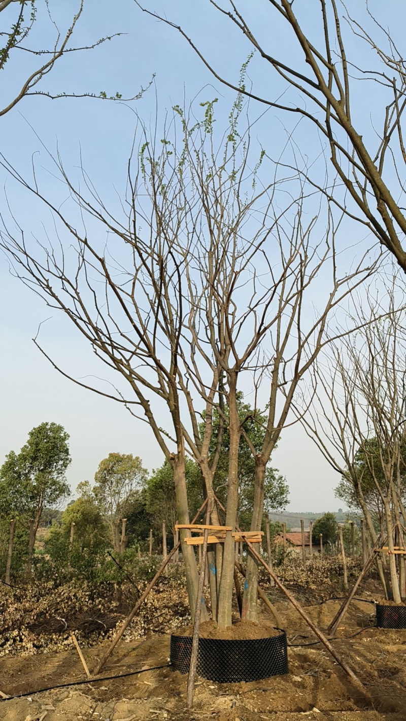 拼栽丛生朴树，合经50公分，60公分，75公分，到100
