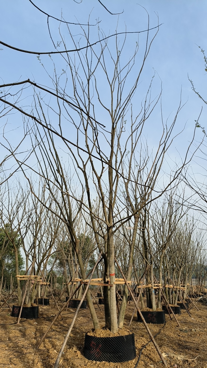 拼栽丛生朴树，合经50公分，60公分，75公分，到100