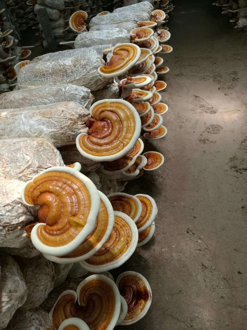 【牛商优选】灵芝菌种灵芝菌包食药用灵芝栽培种苗批发