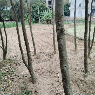 种植6年奇楠沉香树