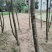 种植6年奇楠沉香树