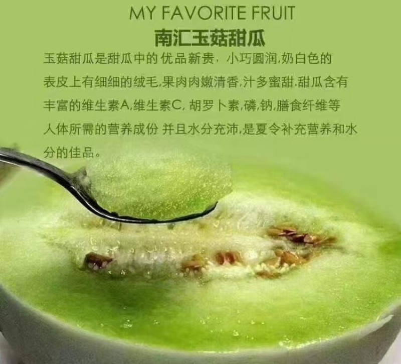 南汇头茬玉菇甜瓜，产地直发，品质保证，可对接电商商超等
