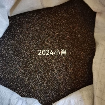 千斤拔种子，正宗小叶红皮