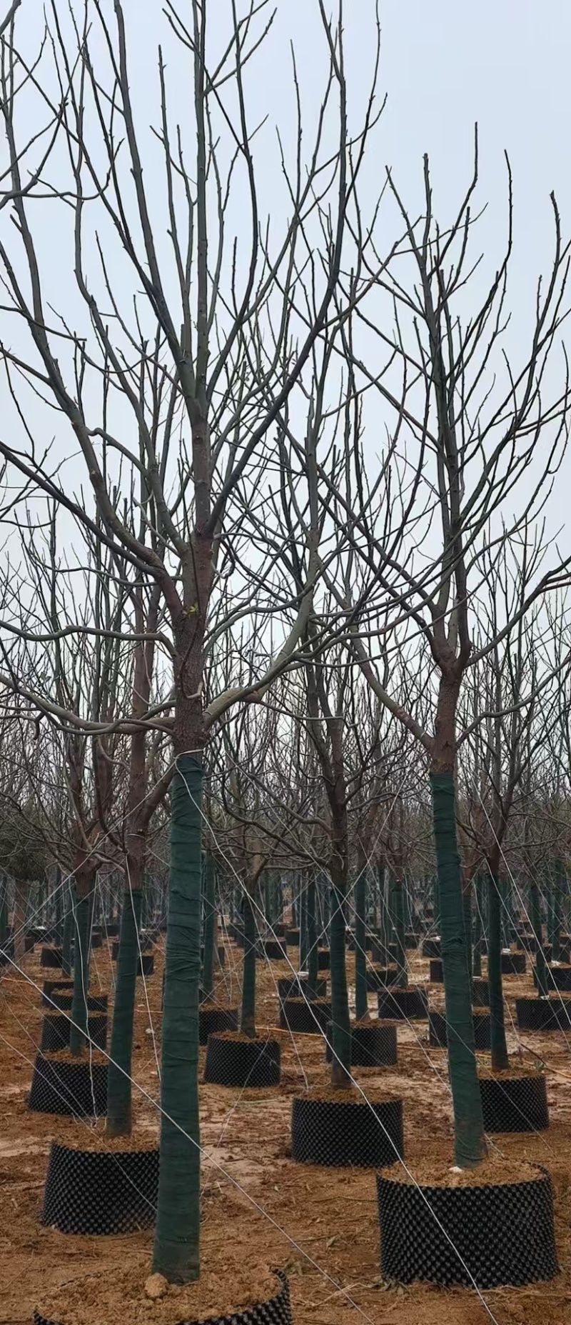 容器袋苗香樟，围板香樟，树形整齐，成活率100%价格实惠