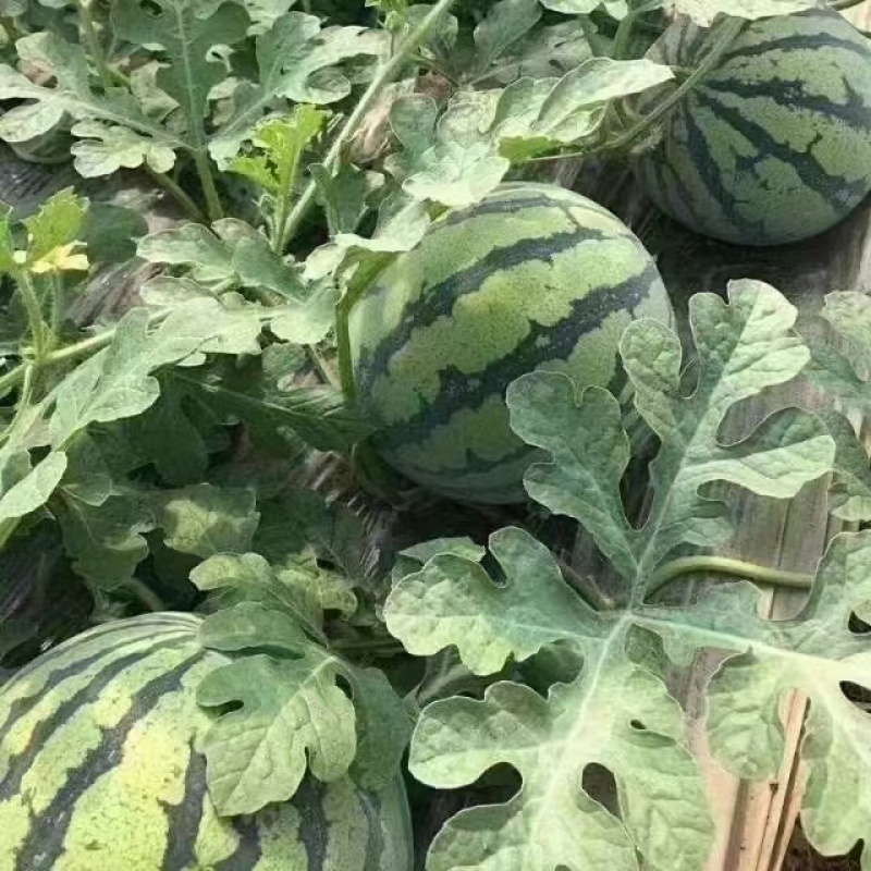 南汇8424西瓜，一手货源，量大从优，可视频看货，欢迎来